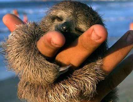 Animais