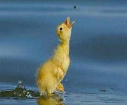Animais