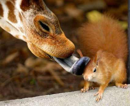Animais
