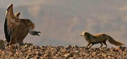 Animais