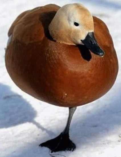 Animais