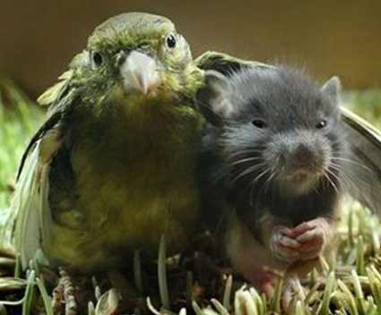 Animais