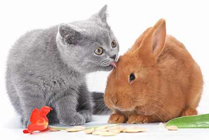 Animais