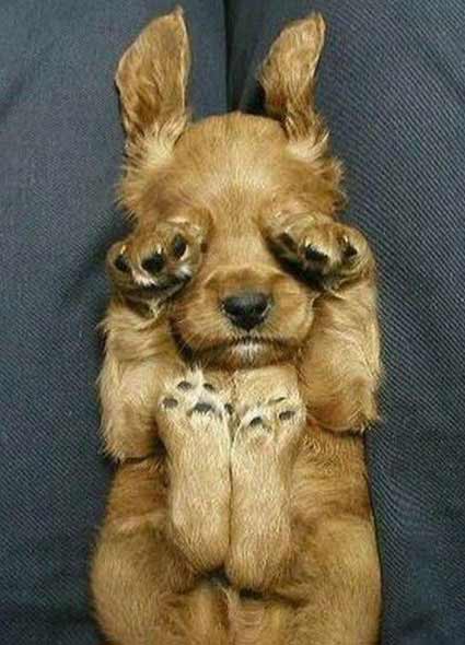 Animais