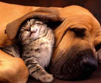 Animais