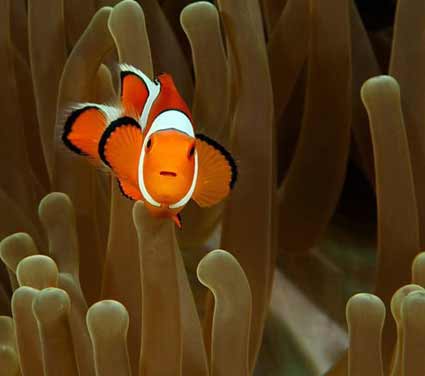 Peixes