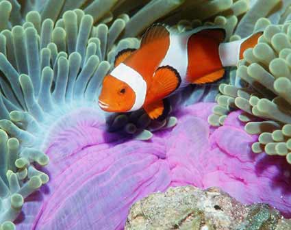 Peixes