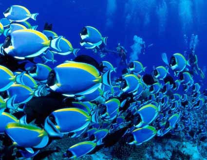 Peixes