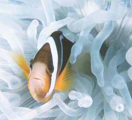 Peixes