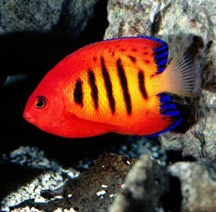 Peixes