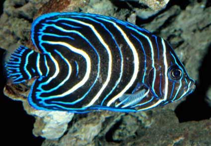 Peixes