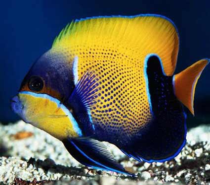 Peixes