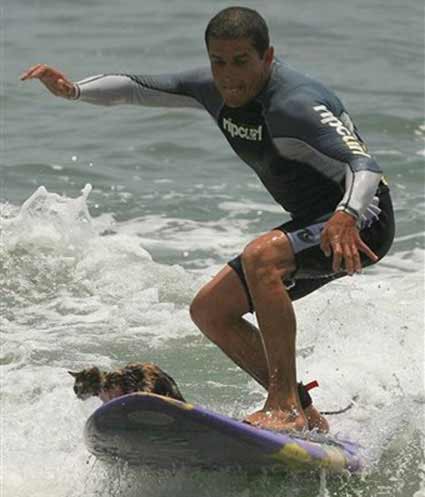 Gato Surfista