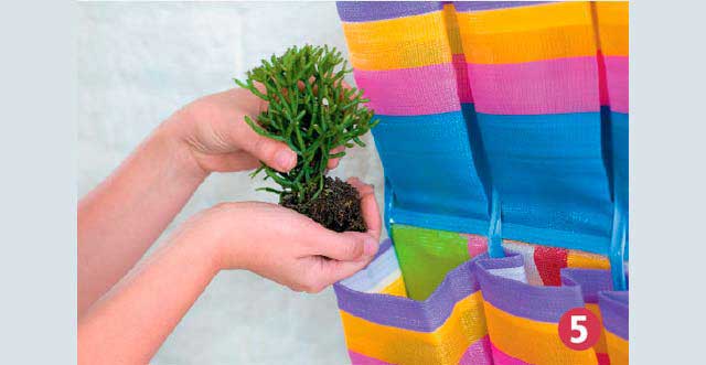 Plante as mudas, uma em cada espaço da sapateira (Cuidado para não ferir as raízes)