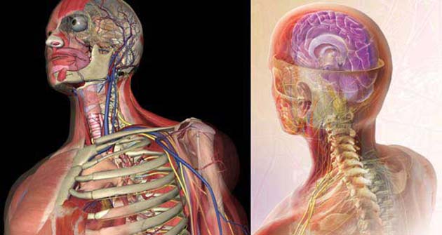 Medicina de vermes de crianças segundo as revistas
